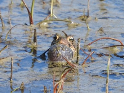 American Toad