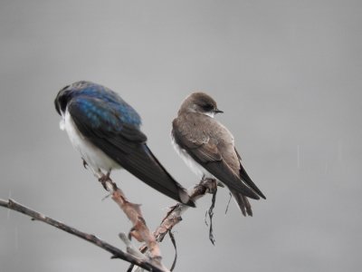 Bank Swallow with Tree Swallow