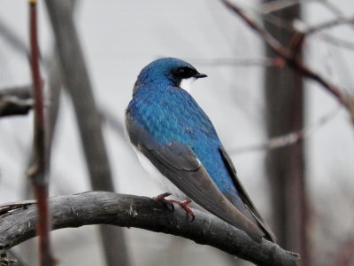 Tree Swallow