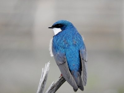 Tree Swallow