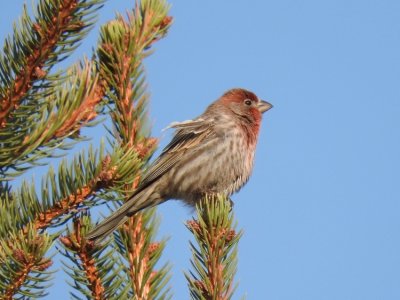 House Finch (male)