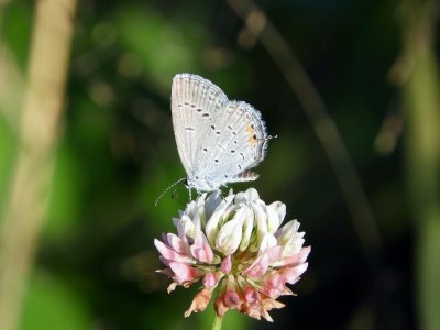 Eastern Tailed Blue (Everes comyntas)