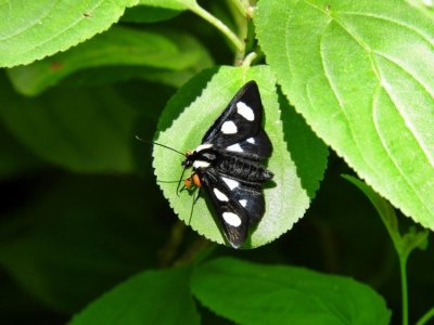 Eight-spotted Forester (Alypia octomaculata) Hodges #9314