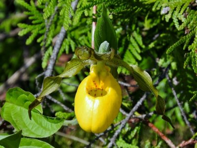 Large Yellow Lady's Slipper