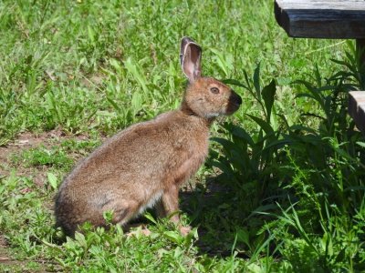 Snowshoe Hare