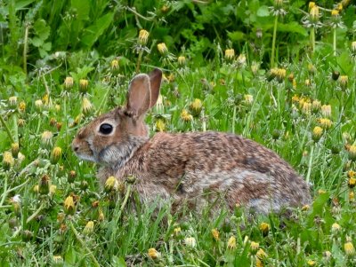 Eastern Cottontail