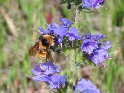 Northern Amber Bumble Bee (Bombus borealis)