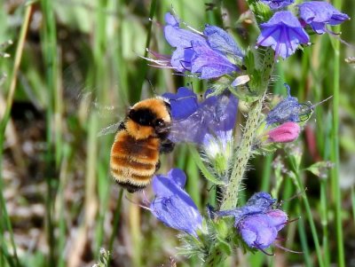 Northern Amber Bumble Bee (Bombus borealis)