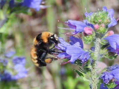 Northern Amber Bumble Bee (Bombus borealis)