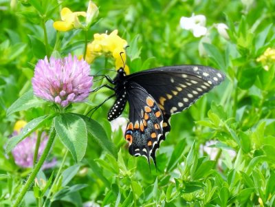 Black Swallowtail (Papilio polyxenes)