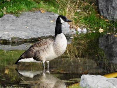 Canada Goose