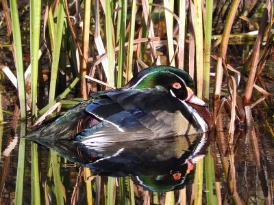 Wood Ducks