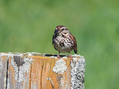 Song Sparrow