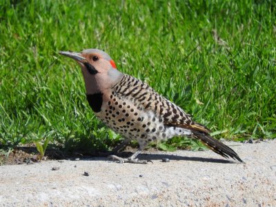 Northern Flicker