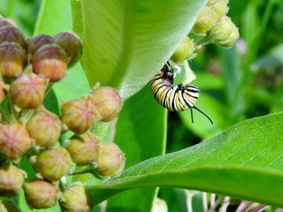 Monarch caterpillar on milkweed