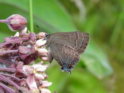 Hickory Hairstreak (<i>Satyrium caryaevorum</i>)