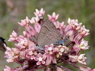 Banded Hairstreak