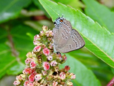Banded Hairstreak on Sumac