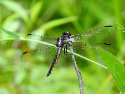 Slaty Skimmer (Libellula incesta)