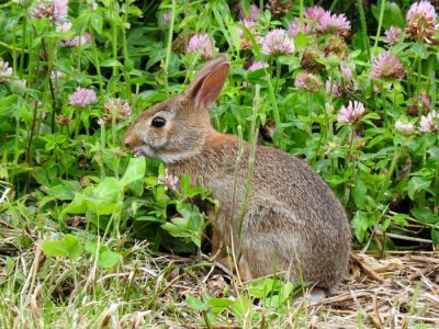 Eastern Cottontail