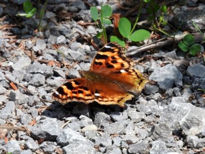 Compton Tortoiseshell (Nymphalis vaualbum)