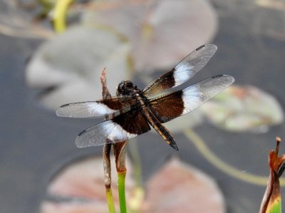 Widow Skimmer (Libellula luctuosa)