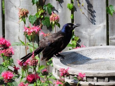 Common Grackle at birdbath