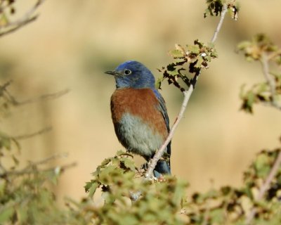 Western Bluebird