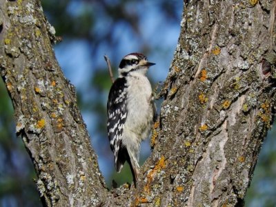 Juvenile Downy Woodpecker