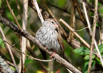 Chipping Sparrow (juvenile)