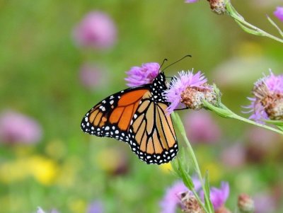 Monarch (Danaus plexippus)