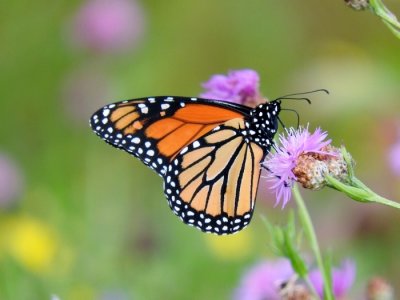 Monarch (Danaus plexippus)