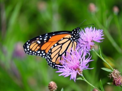 Monarch (Danaus plexippus)