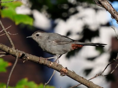 Gray Catbird