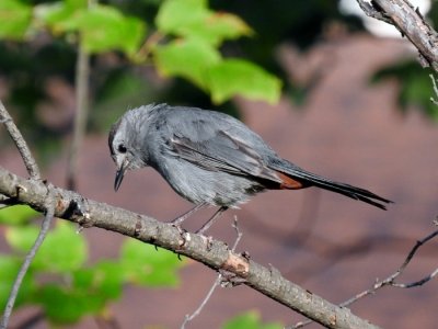 Gray Catbird