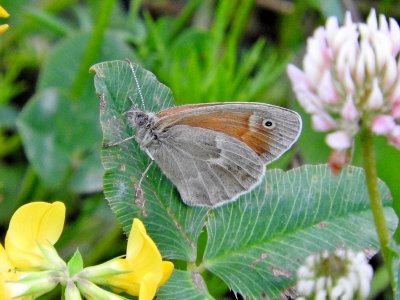 Common Ringlet (Coenonympha california)