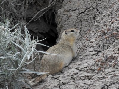 Richardson's Ground Squirrel