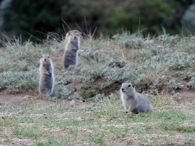 Richardson's Ground Squirrels