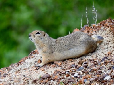 Richardson's Ground Squirrel