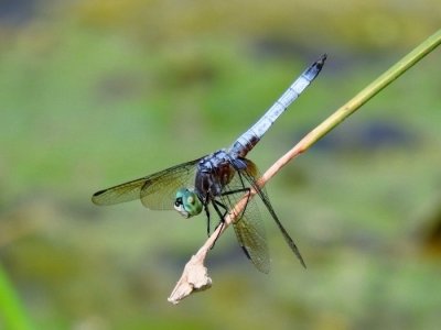 Blue Dasher (Pachydiplax longipennis)