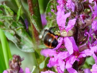 Red-belted Bumble Bee (Bombus rufocinctus)