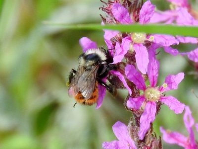 Red-belted Bumble Bee (Bombus rufocinctus)