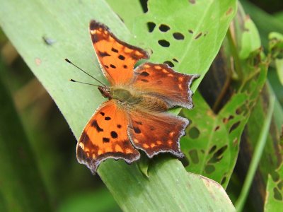 Eastern Comma, winter form (Polygonia comma)