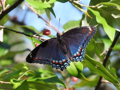 Brushfooted Butterflies: Genus Limenitis