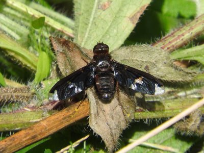 Bee Fly (Exoprosopa decora)