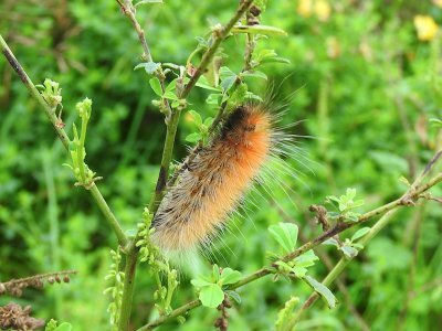 Virginian Tiger Moth