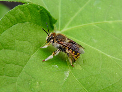 European Wool Carder Bee