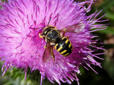 European Wool Carder Bee