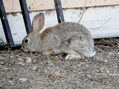 Desert Cottontail