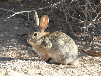 Desert Cottontail